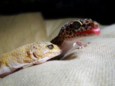 an adult female leopard gecko and a male tangerine leopard gecko