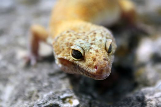 a healthy adult male tangerine leopard gecko
