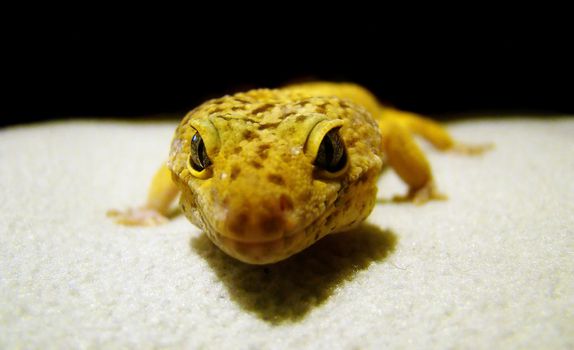 a healthy adult male tangerine leopard gecko 