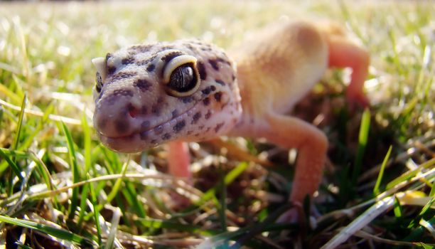 a healthy adult female tangerine leopard gecko in the grass