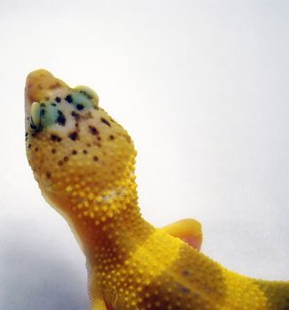 female tangerine leopard gecko