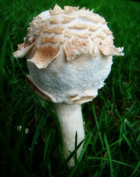 a mushroom in the grass