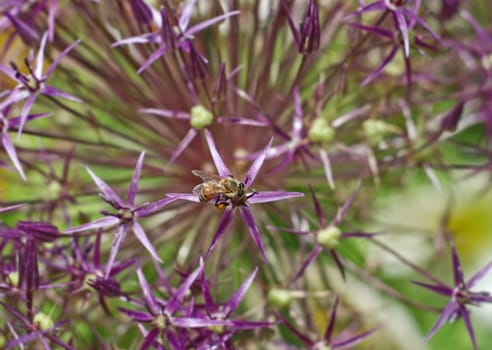 Bee Pollinating a Purple Flower