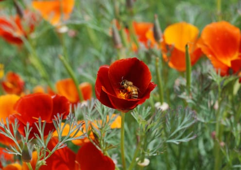 Bee pollinating a flower