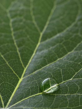 a macro of water drop on green leaf