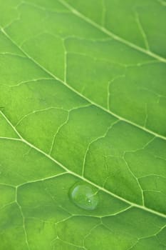 a macro of water drop on green leaf