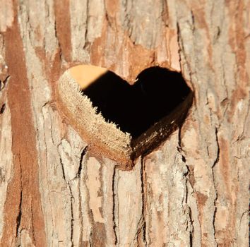 Valentine heart carved in a tree.