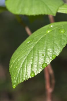 a macro of water drop on green leaf