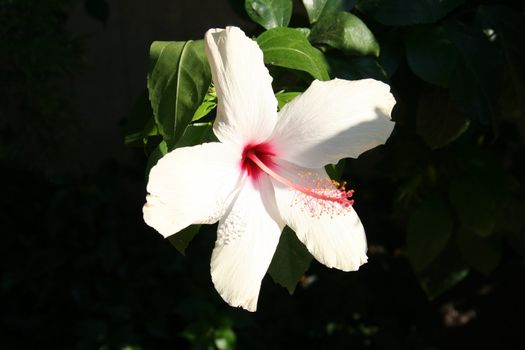 Beautiful white Hibiscus. This picture was taken in Turkey.