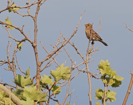 A small bird perched on a tree branch.