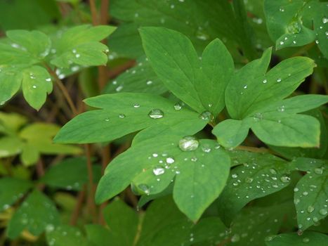 Dew drops cling to a leaf.  Taken at the Anchorage Botanical Gardens in Anchorage Alaska.