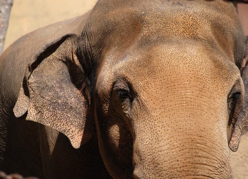 Asian elephant shot head on.  Taken at the Los Angeles Zoo.