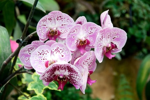Orchid in nature on natural background