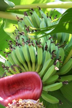 Green bananas on the banana tree