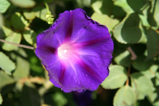  A beautiful flower of deep purple colour