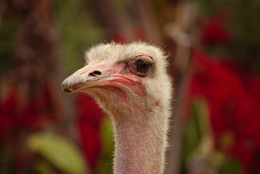 Close up shot of an ostrich profile.