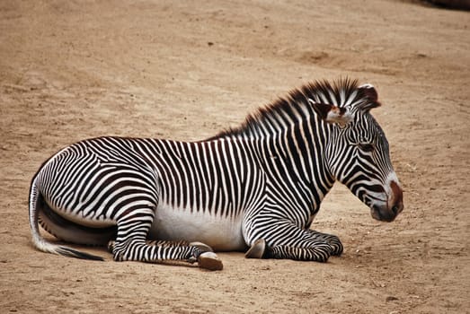 A zebra resting.  Taken at the Los Angeles Zoo.