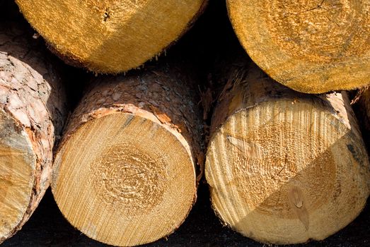 close-up logs, raw wood