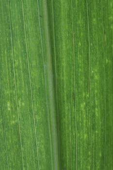 a macro of green leaf up close