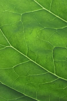 a macro of green leaf up close