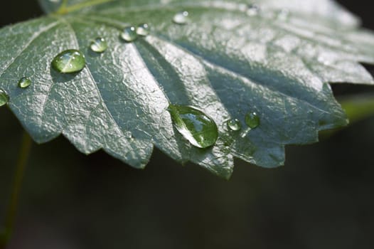 a macro of water on green leaf