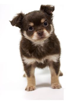 chihuahua puppy looking at camera on white background