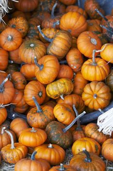 a bunch of small pumpkins on straw bed