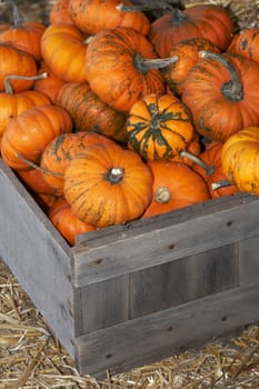 a bunch of small pumpkins in a wood crate