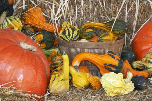 a big pumpkin and a bunch of small pumpkins on straw bed