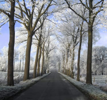 Snow frosted trees in Flanders, Belgium