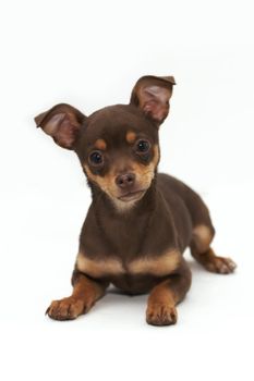 a chihuahua sitting on white background