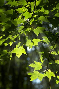 light falling on leaves