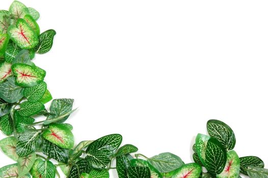border of leaves isolated on white background