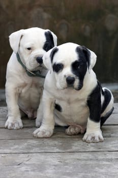 two puppies