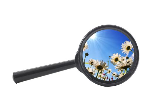flower and magnifying glass showing summer concept