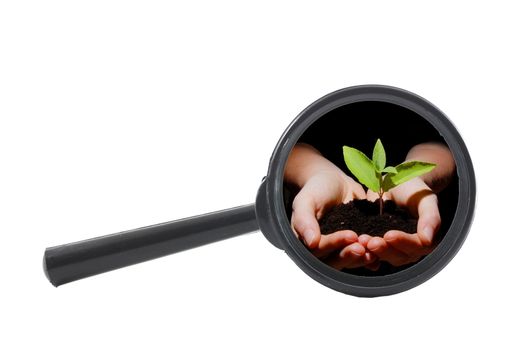 growth concept with young plant in hands