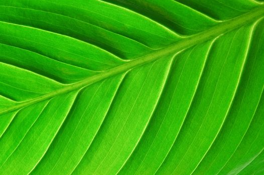 texture or structure of a green leaf