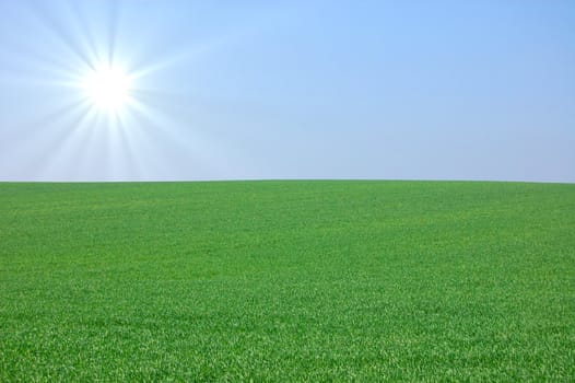 green summer landscape with grass and blue sky