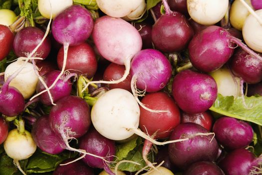 Red, white and magenta radishes on a bed of leafy greens
