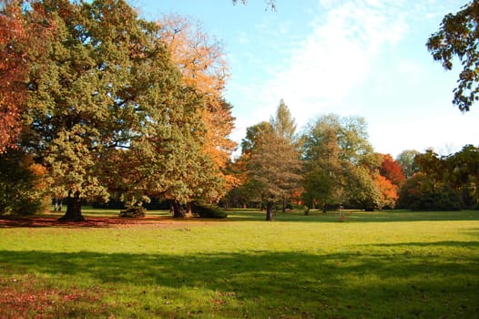 autumn in the forest with green trees under blue sky and golden leaves.