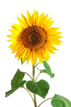 A Sunflower isolated on a white background.