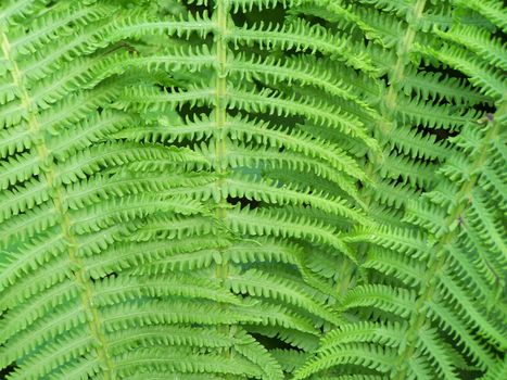 Close up of the fern leaves. Background.