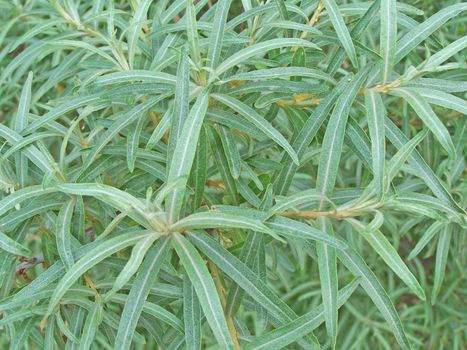 Close up of the sea-buckthorn branches and leaves.