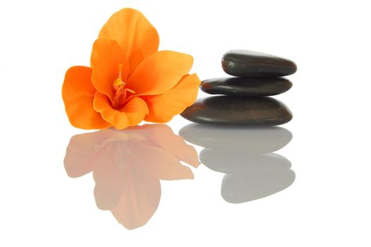 flower isolated on white background showing spa and wellness still life