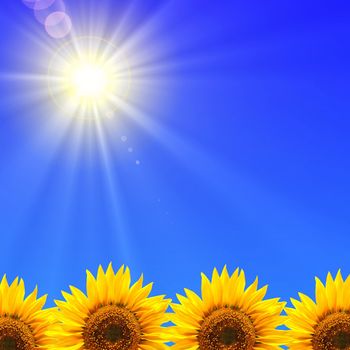 summer holidays or vacation concept with blue sky and sunflowers