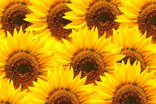 background of sunflowers in summer with copyspace for text