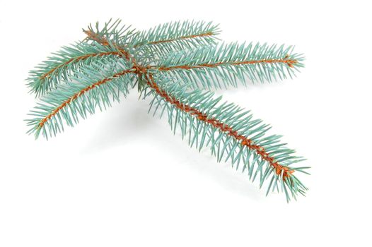 Fir branch isolated on a white background
