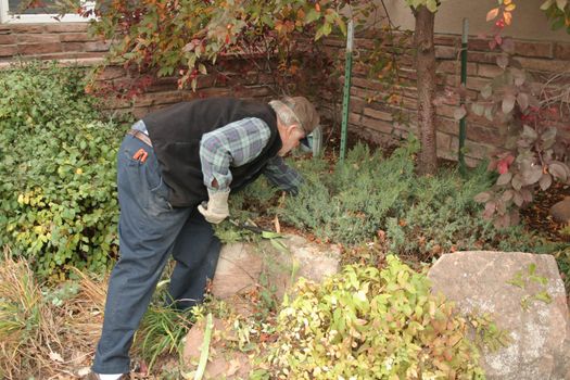 active mature man doing yard work