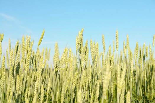 grains of wheat against the blue sky                               