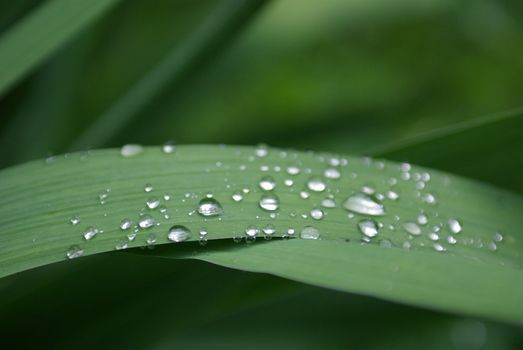 Water droplets on an Iris leaf